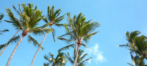 南国風のデザインは、ハワイで感じた感覚を大切にしています。